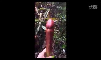 植物图片视频可以爆料吗,揭秘自然界的绿色宝藏 第2张 植物图片视频可以爆料吗,揭秘自然界的绿色宝藏 第2张